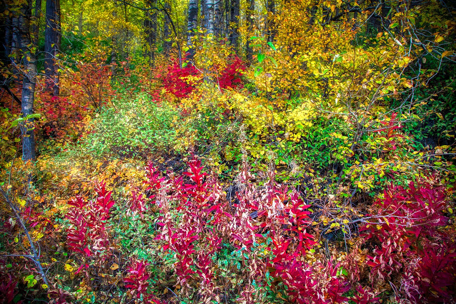 Colorful Fall Leaves | Alaska 
