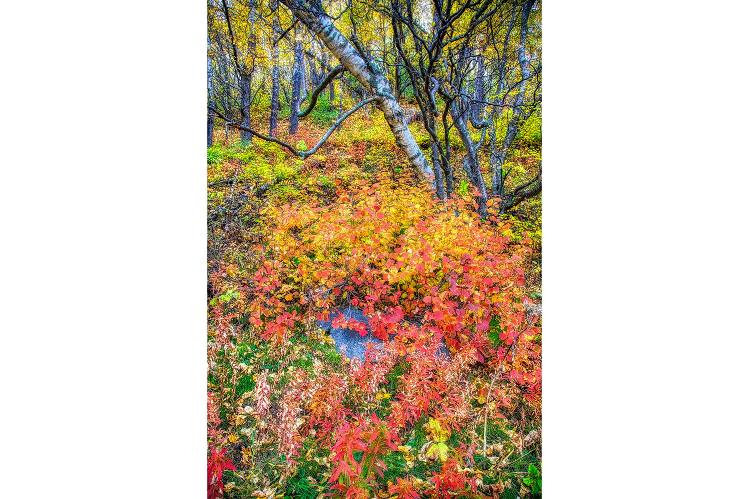A melody of Fall | Alaska  (Vertical)