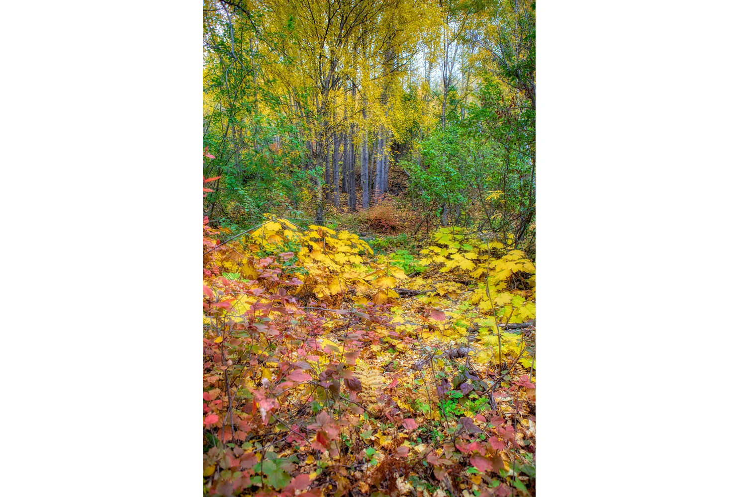 Rainbow Leaves | Alaska (Vertical)