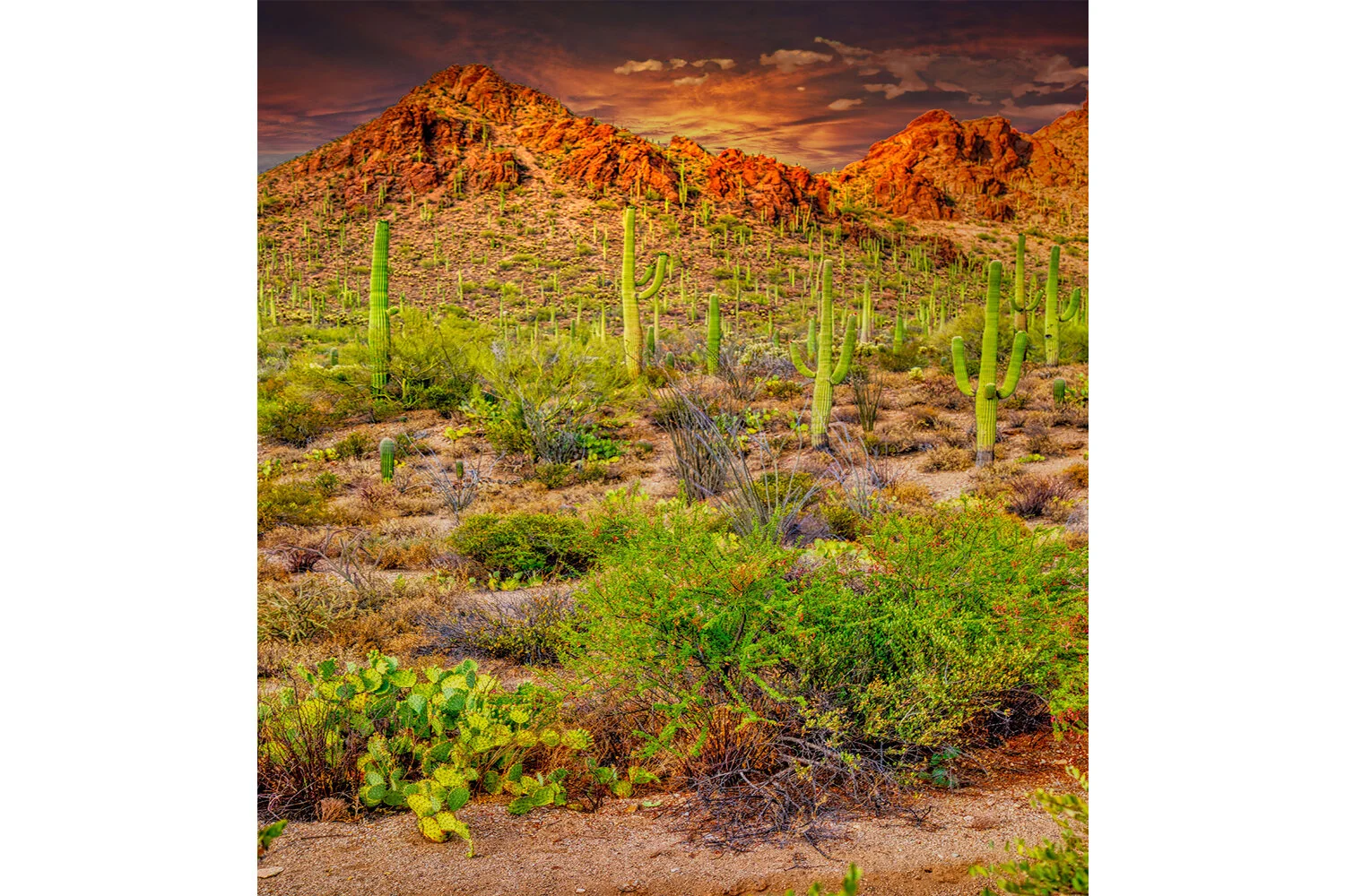 Red Rock Mountains | Saguaro National Park