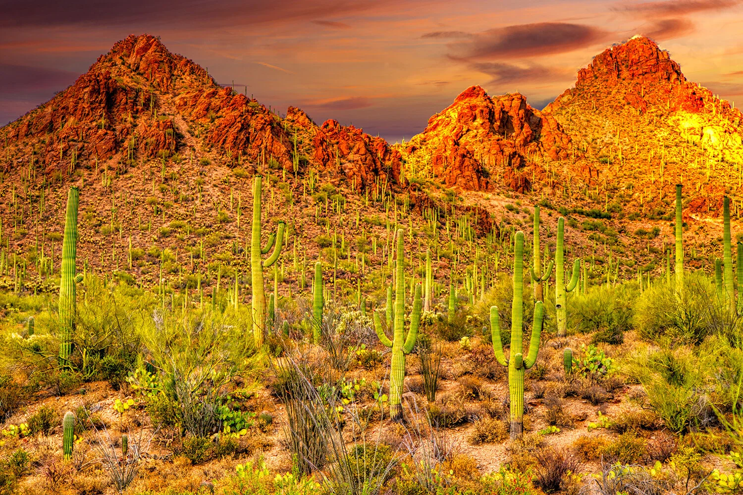 A Field of Cacti | Saguaro National Park