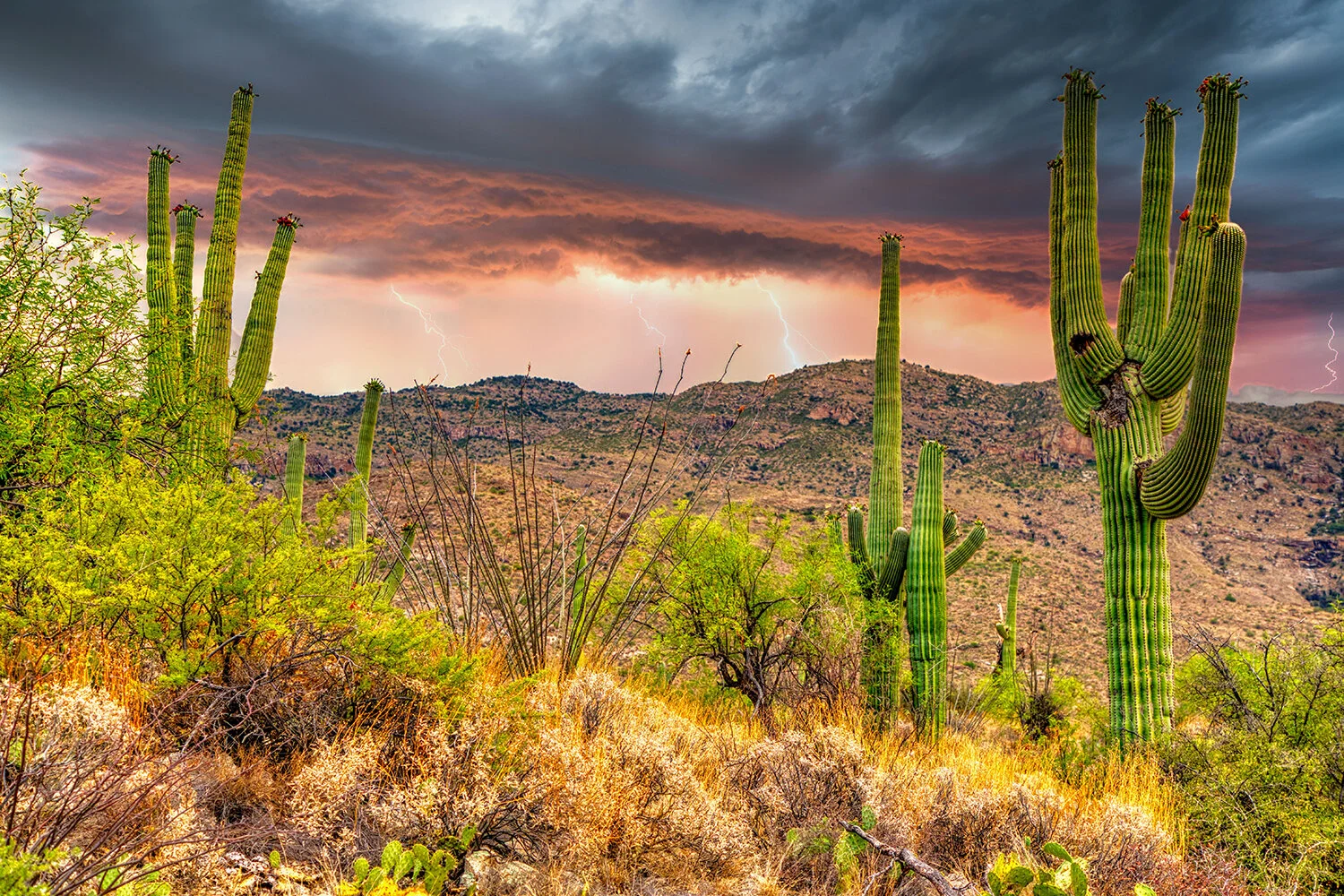 Lightning Among the Cacti | Saguaro National Park  