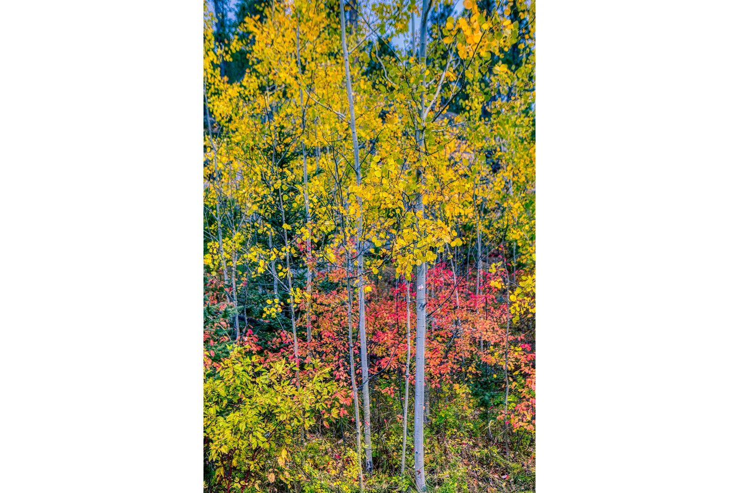 Autumn Colors at Custer State Park | South Dakota 