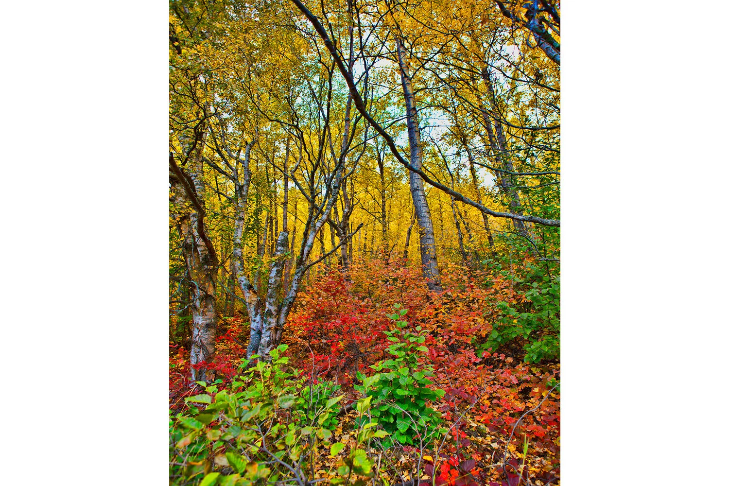 Autumn Foliage | Alaska (Vertical)