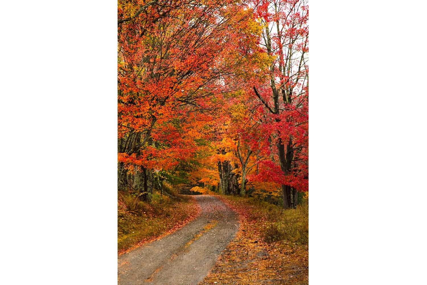 The Road Less Traveled (Vertical)