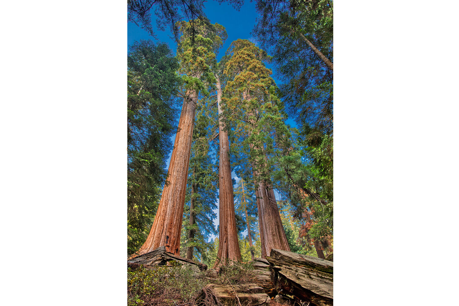 Sequoia National Park | California (Vertical) 