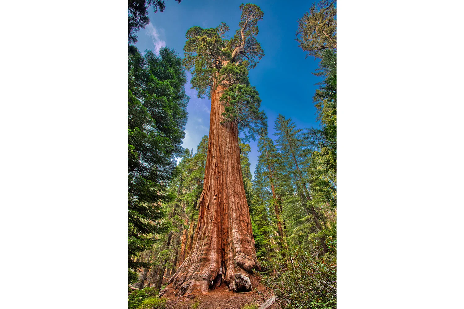 Sequoia National Park | California (Vertical) 