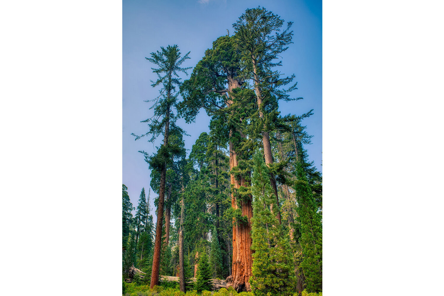 Sequoia National Park | California (Vertical) 