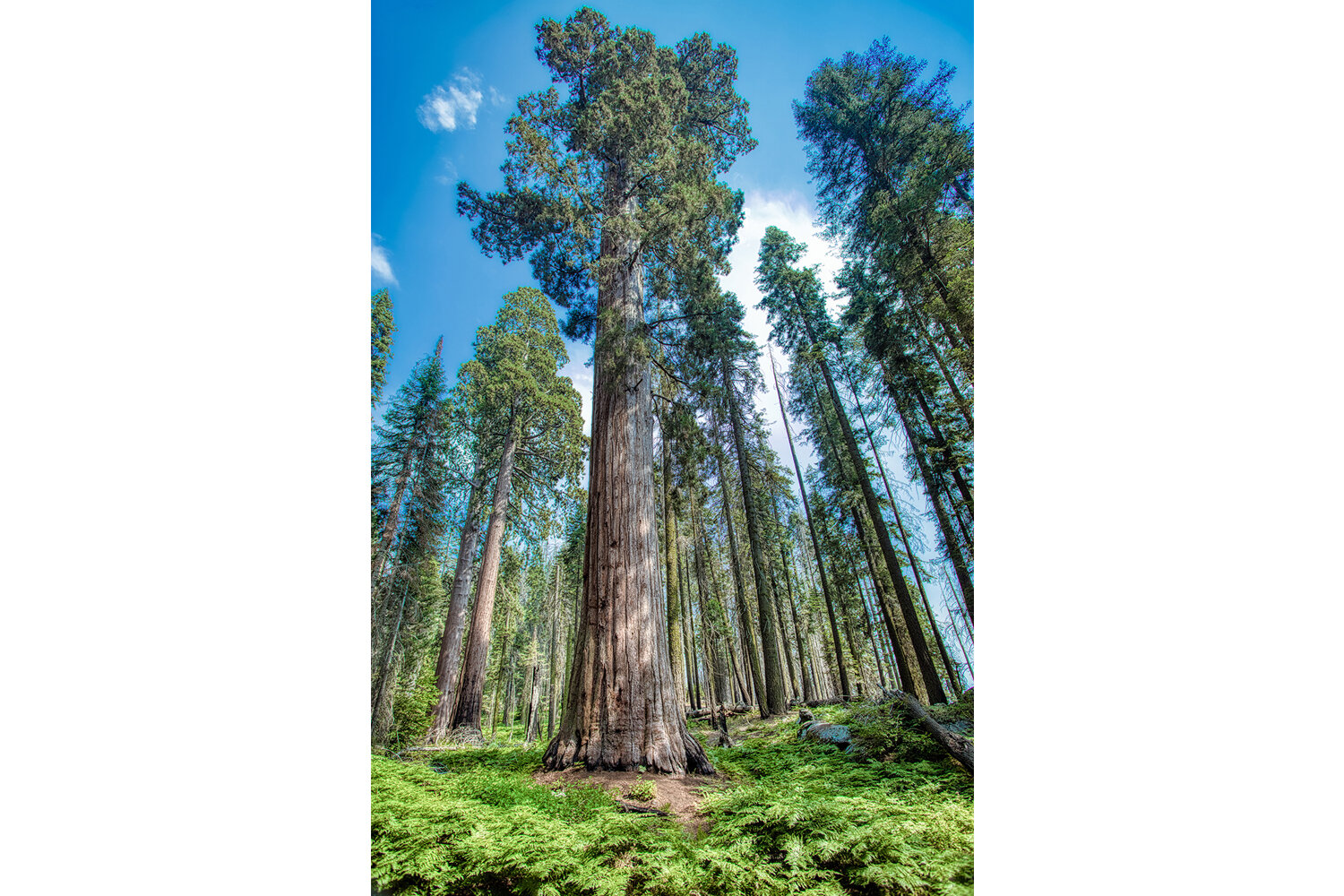 Sequoia National Park | California (Vertical) 
