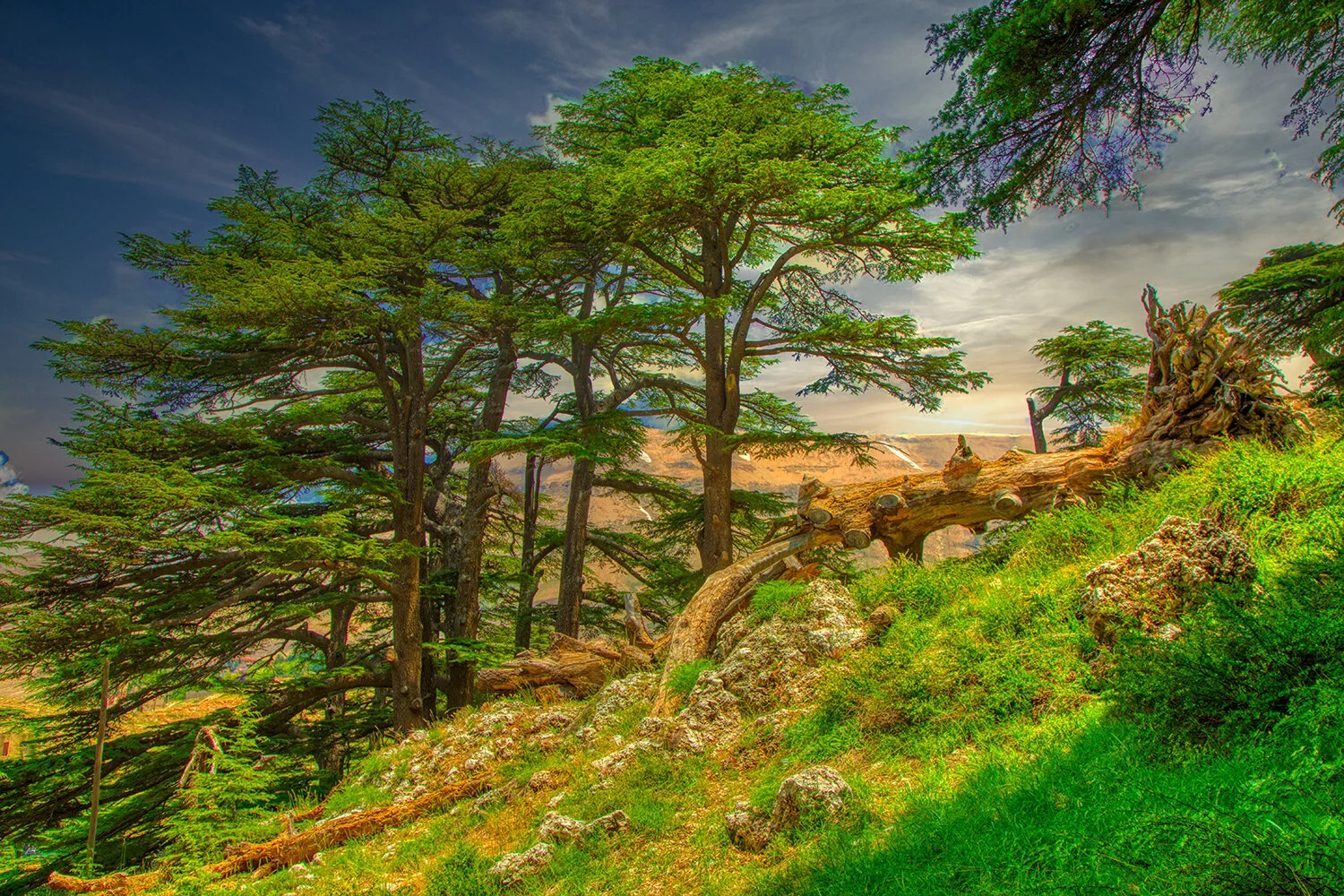 Cedars of Lebanon Stand Tall Against the Sky 