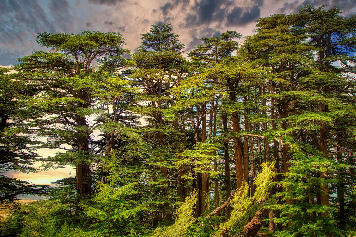 An Array of Cedars | Cedars of Lebanon 