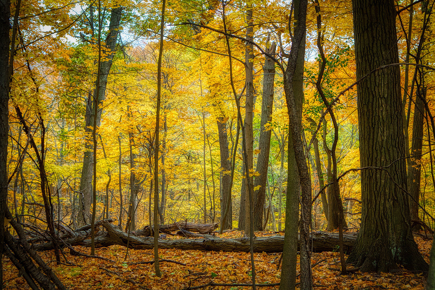 Sunshine Leaves | Tennessee