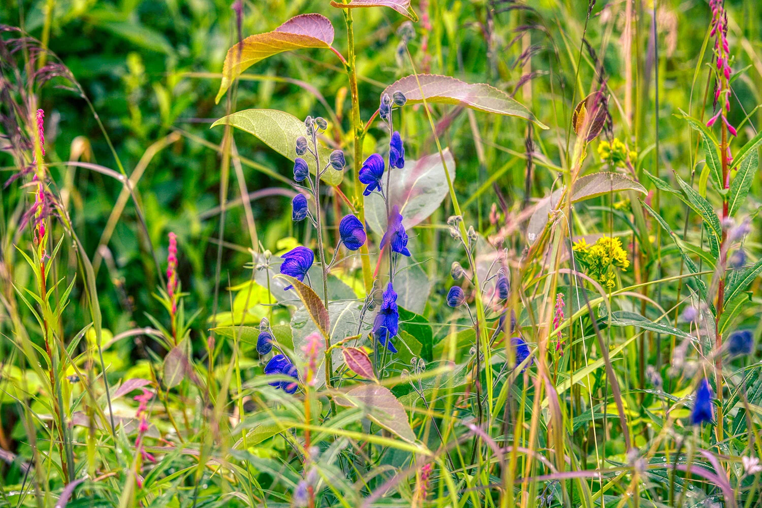 Wildflower Bouquet | Alaska  