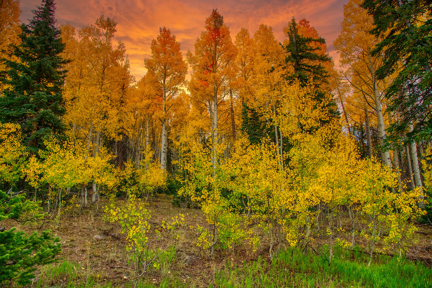 Aspen Grove, Dixie National Forest | Utah 