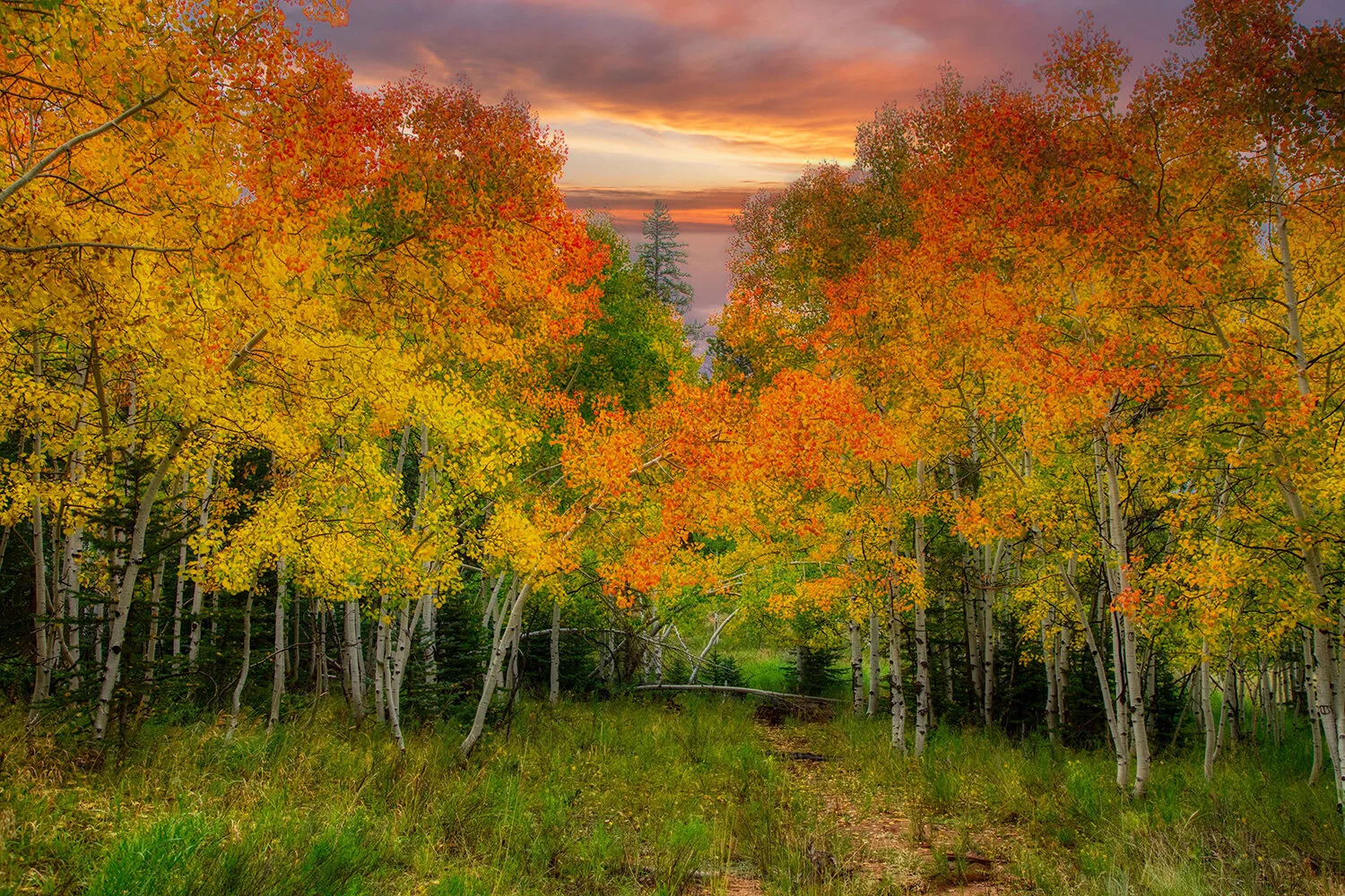 Aspen Grove, Dixie National Forest | Utah 