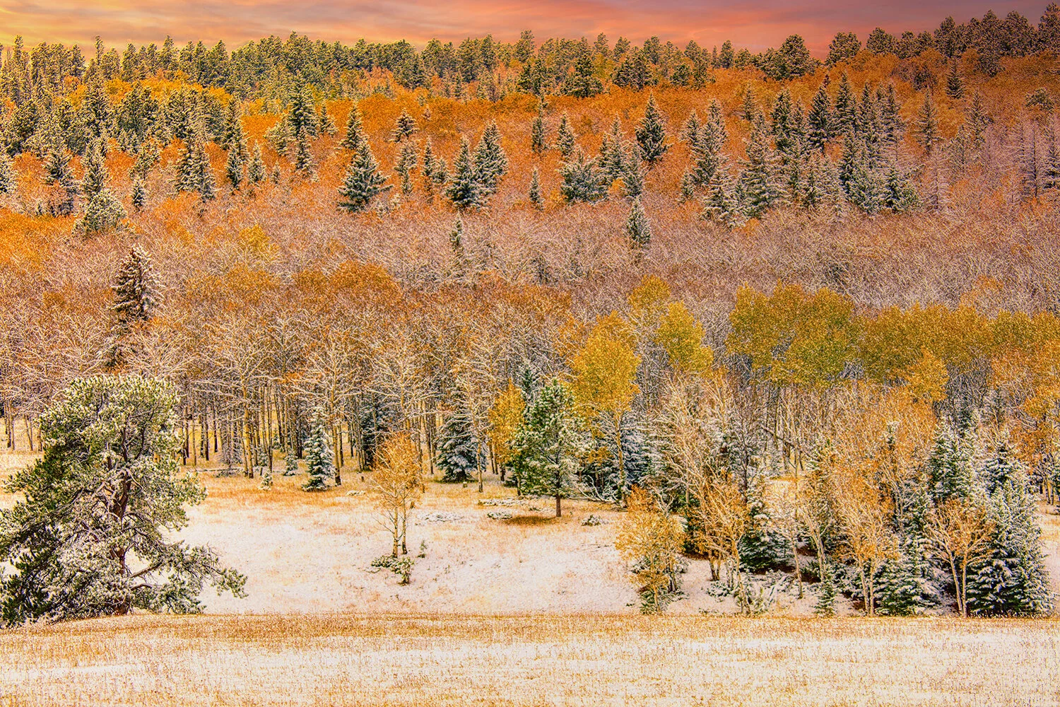 Aspen in Fall, Black Hills | South Dakota 