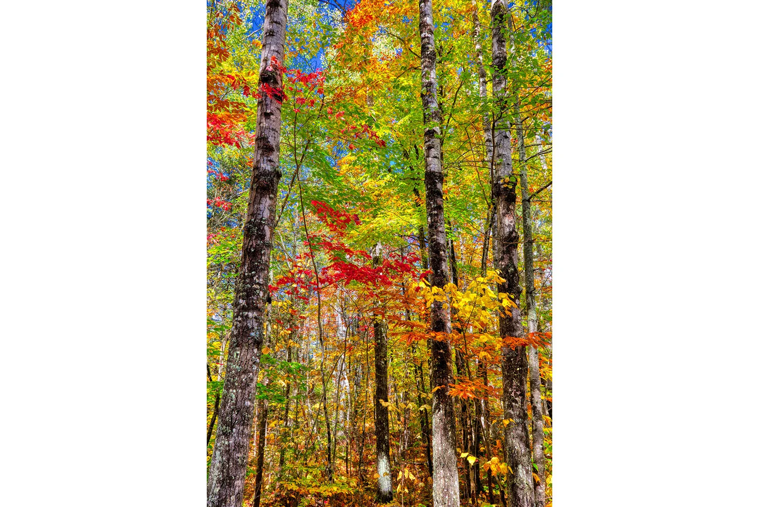 White Mountain National Forest | New Hampshire (Vertical) 
