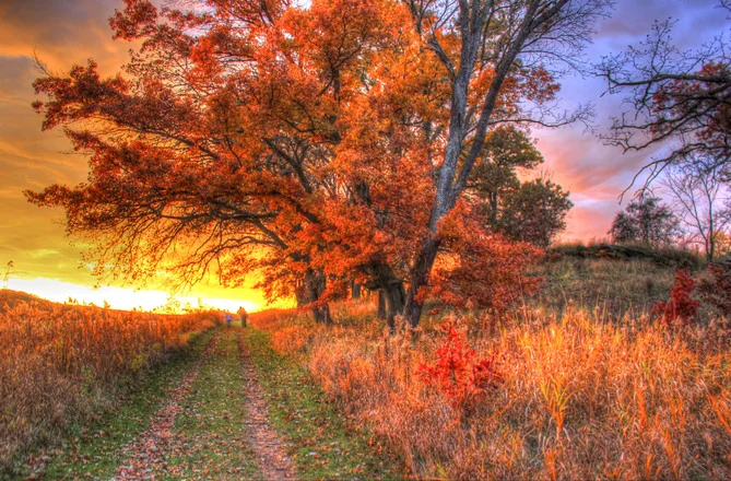 fall detox