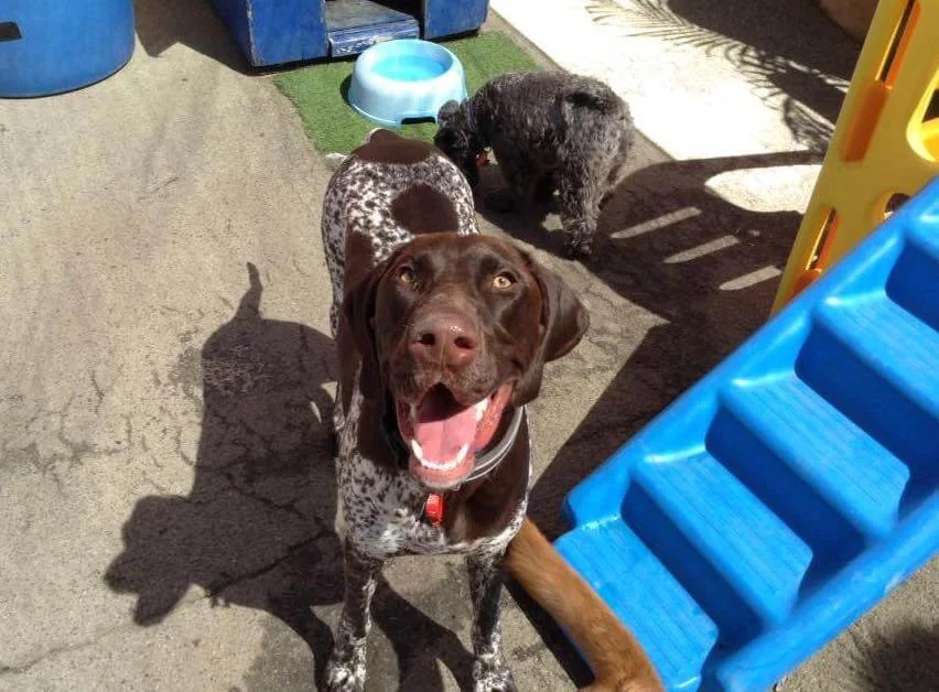 Barks in the Park - dog-friendly events Perth.jpg