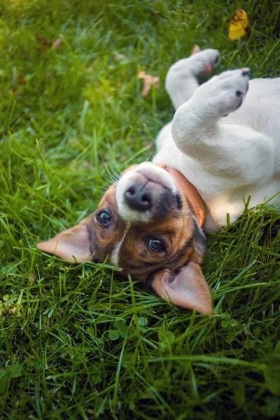 Dog-friendly garden.jpg