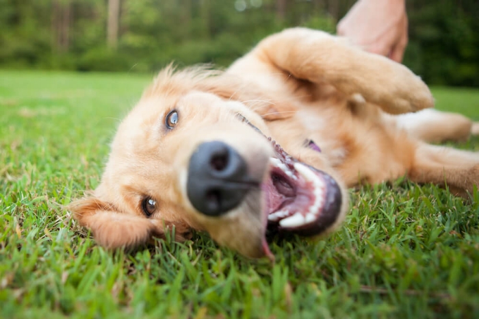 Dog-friendly events Perth spring.jpg