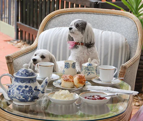 Must Love Dogs B & B, Rutherglen