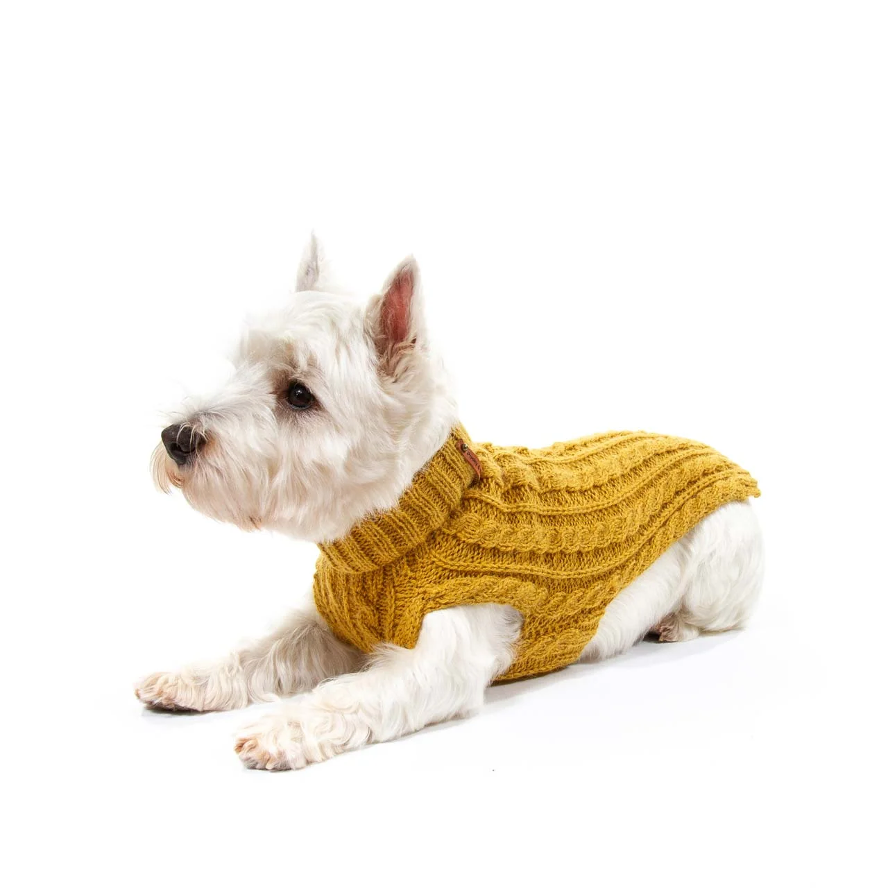 yellow dog jumper