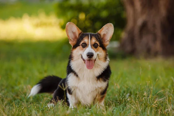 Dog-friendly parks.jpg
