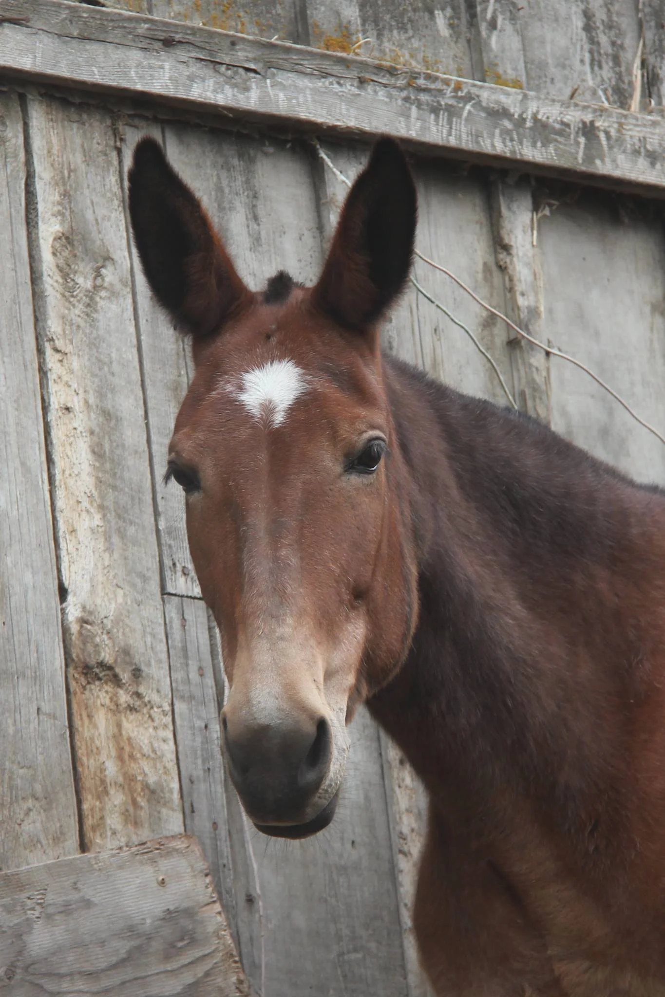 Daphne head.jpg