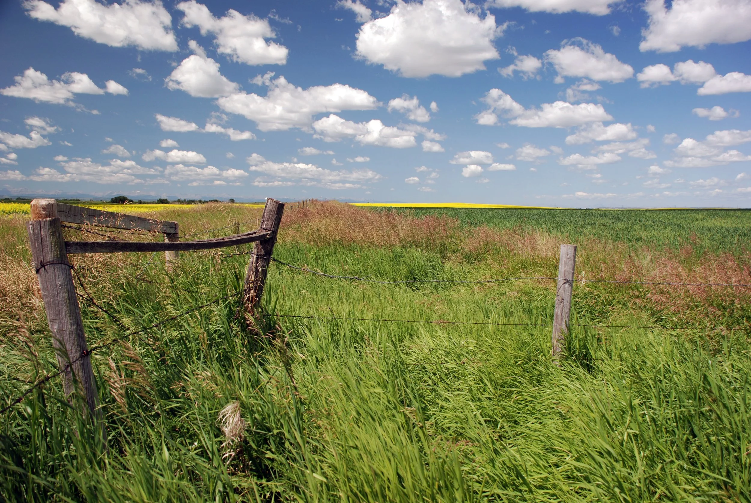 canola and fence posts DSC_2409 colour adjust.JPG