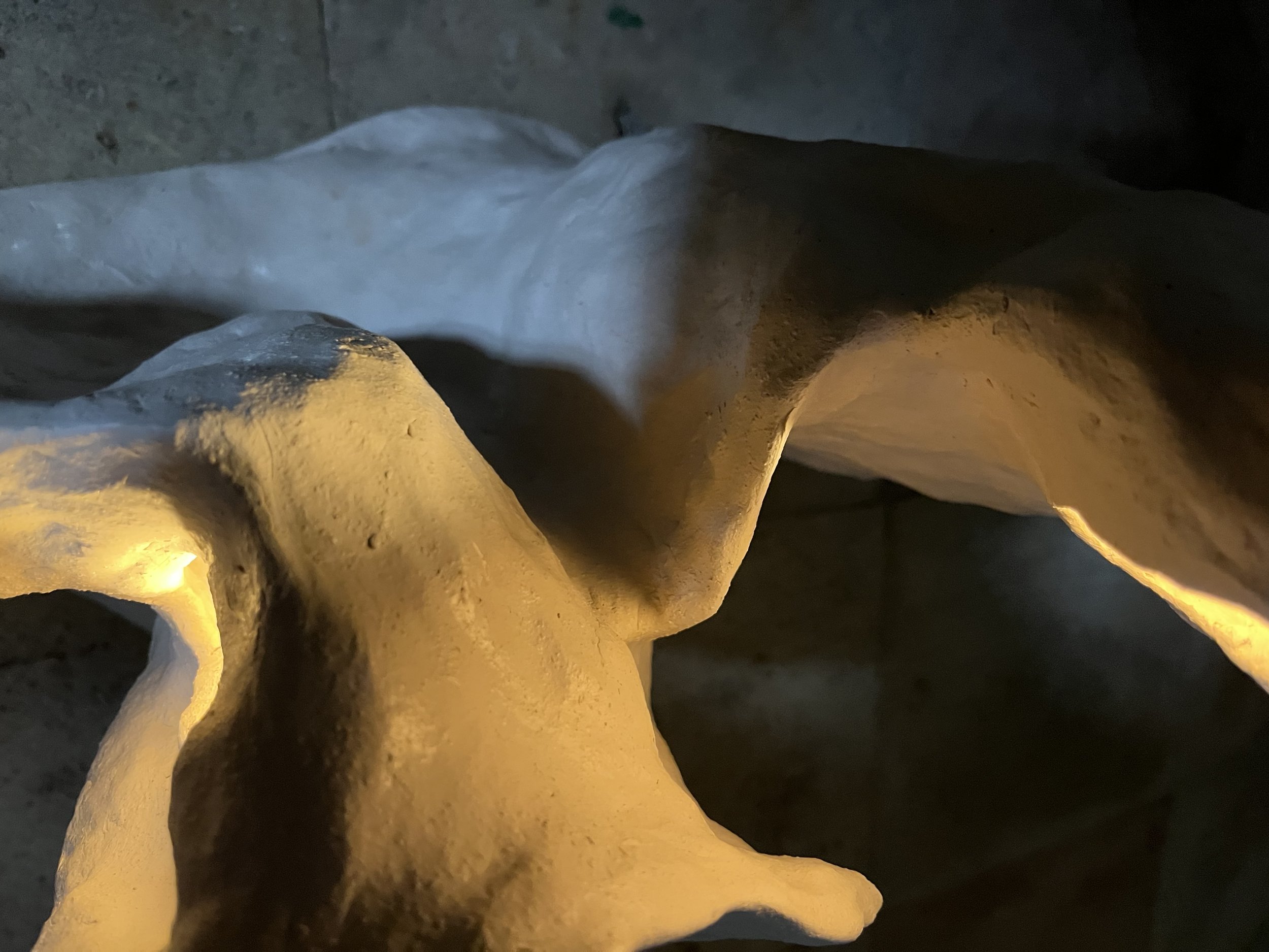 carnicelli detail.jpg