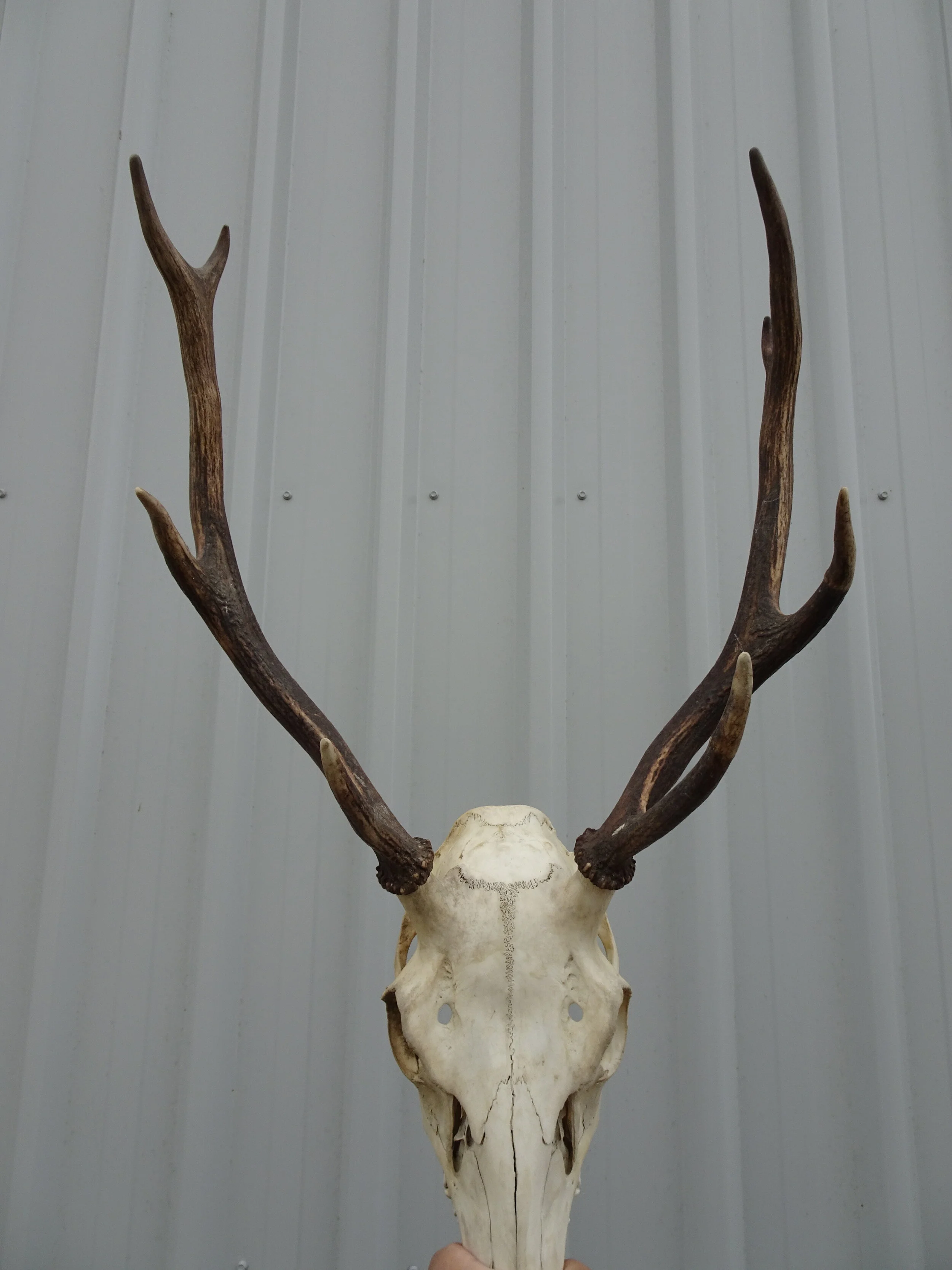 DECORATIVE_Medium Antler with Full Skull_01