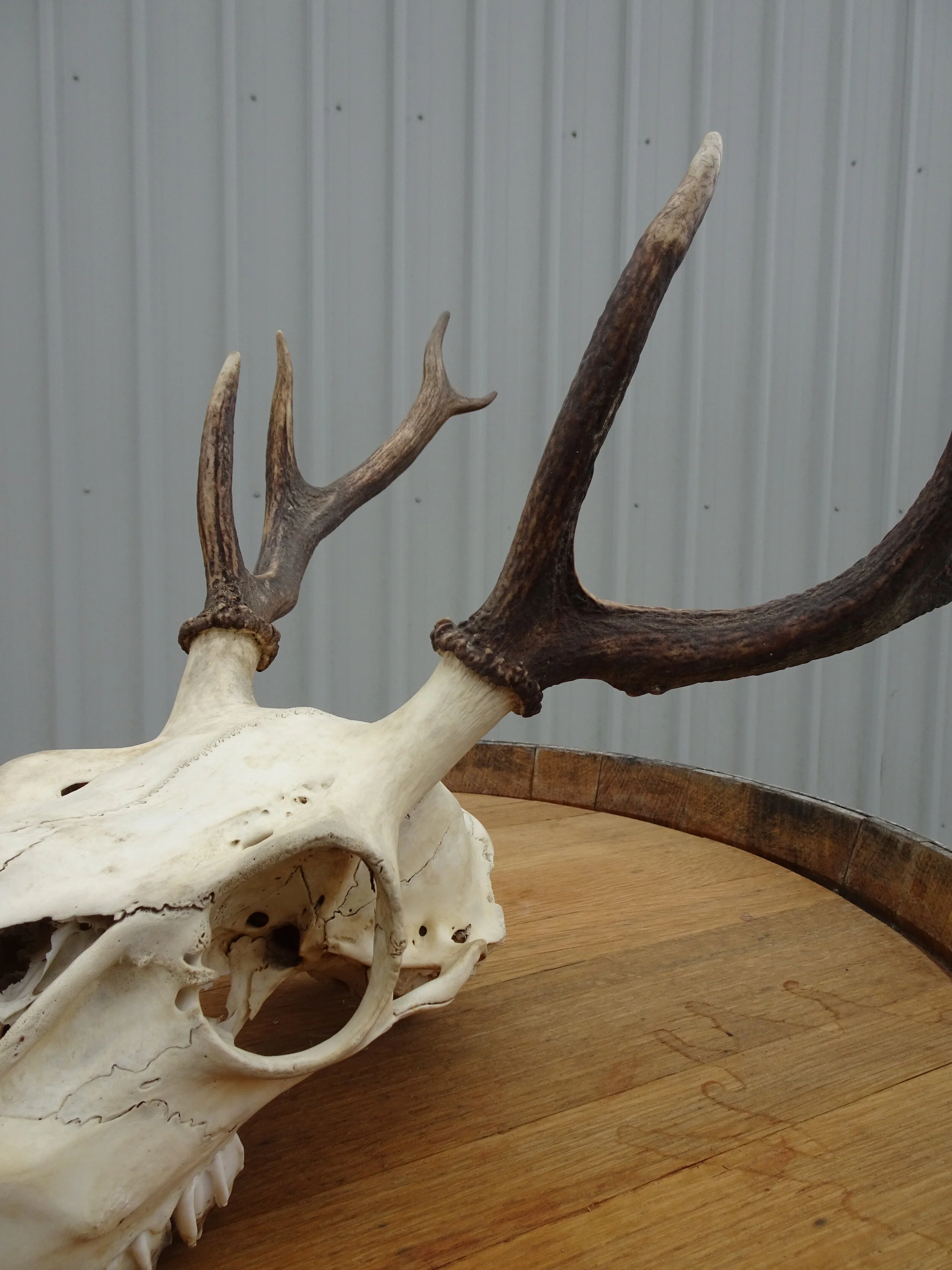 ARCHWAY_Medium Antler with Full Skull_03