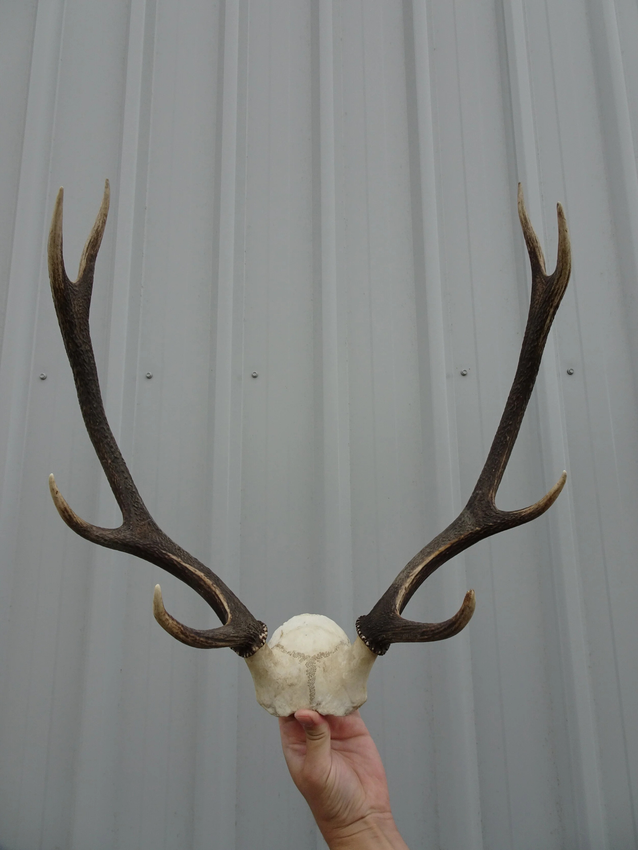 ARCHWAY_Antlers with Skull Cap_01