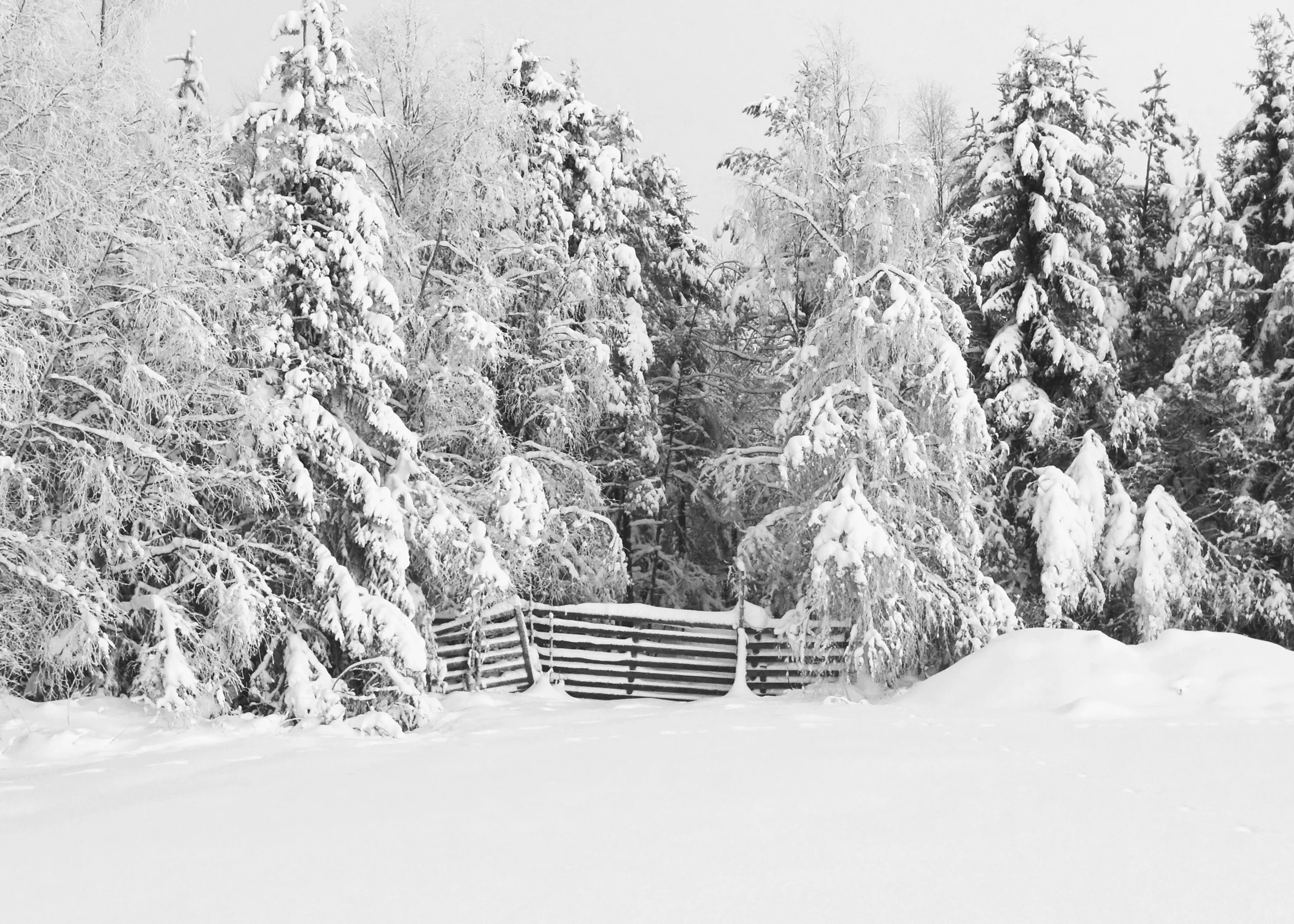 Snow covered fences in North Sweden_Photo_Johan Kauppi.jpg