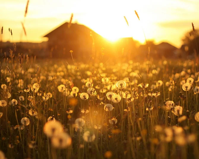 Dandelion_Field_.jpg
