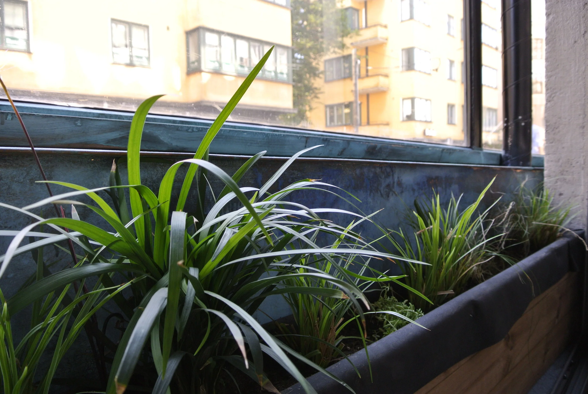  Wasteland plants potted in-between acoustical windows at music restaurant G Livelab in Helsinki. Design and construction of living green decorations 2015-17.  