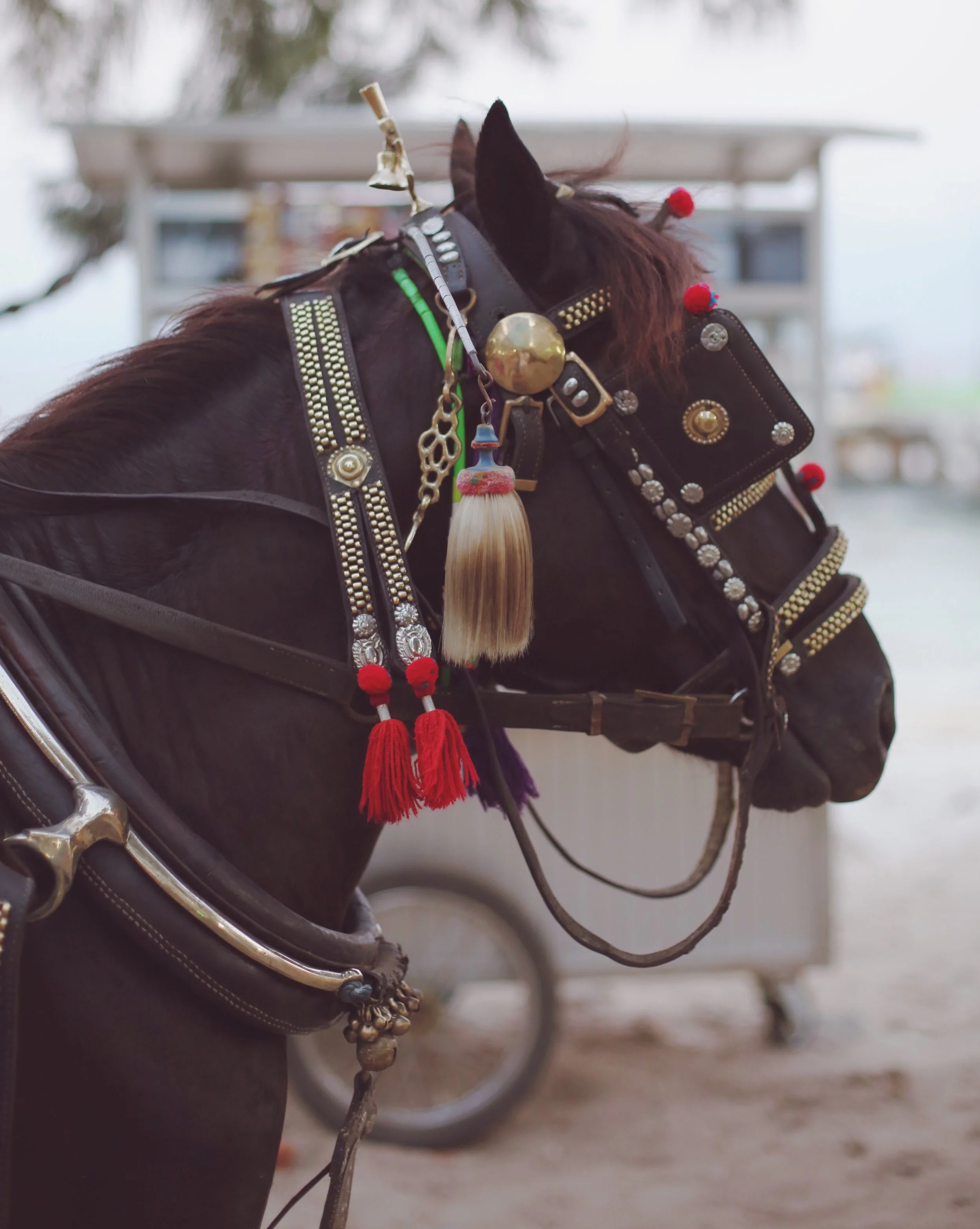 gili islands horses.jpeg