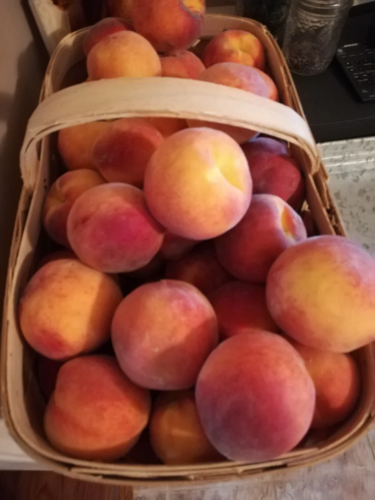 peaches.jpg