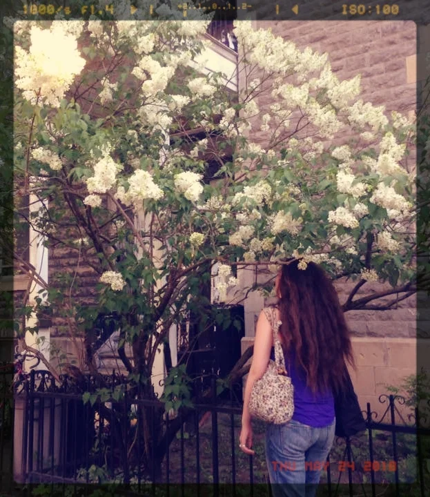 lilas.jpg