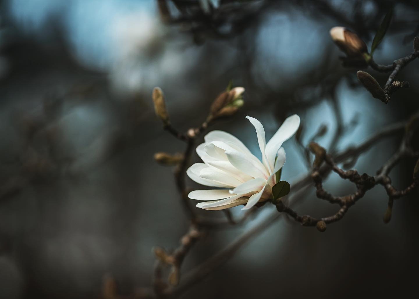 ．
&ldquo;I would like to give you the silver
branch, the small white flower, the one
word that will protect you
from the grief at the center
of your dream, from the grief
at the center.&rdquo;

Excerpt from &ldquo;Variation on the Word Sleep&rdquo; b