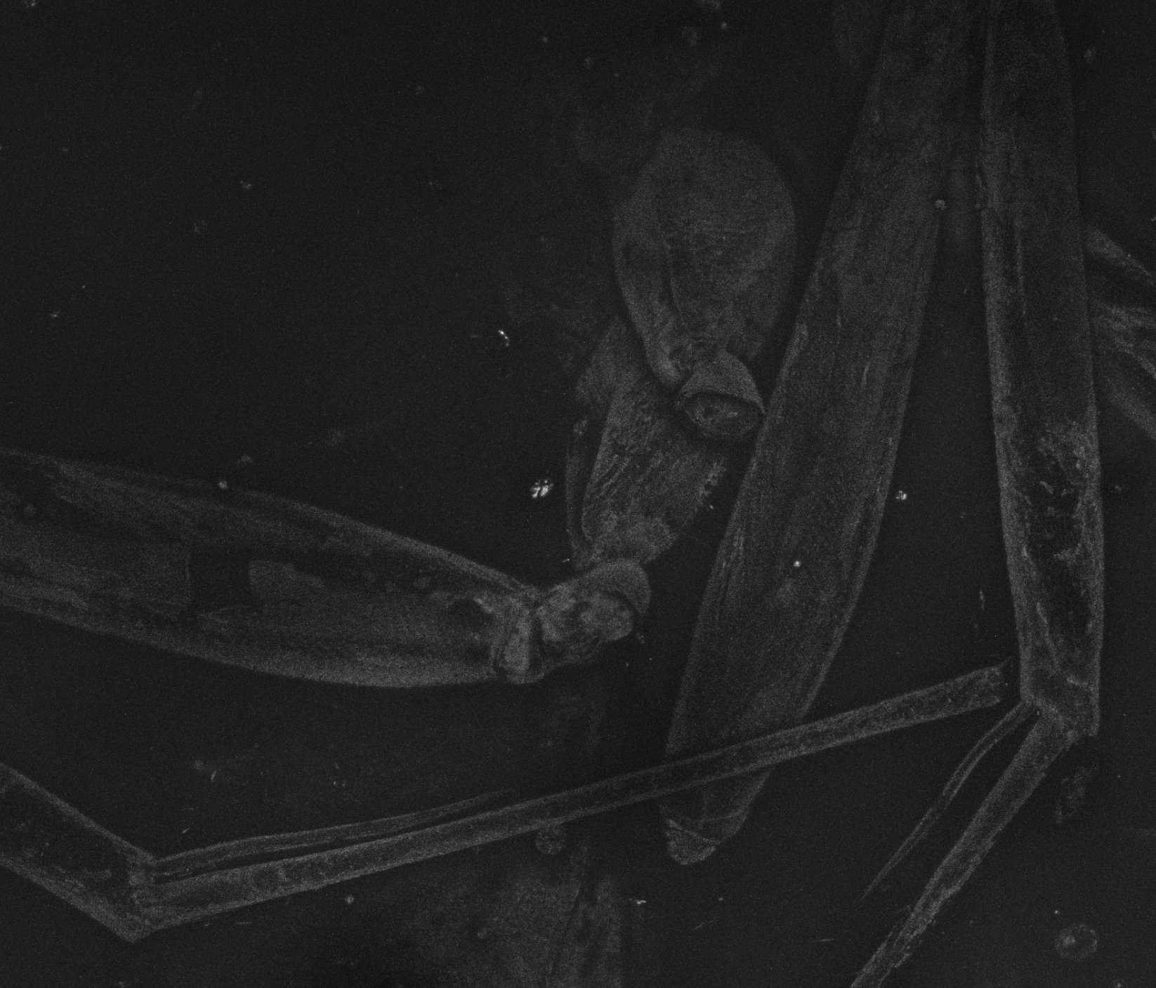 Laser confocal image of the mid and hind legs of a 52 million year old dolichoderine ant preserved within Cambay amber from Gujarat, India.