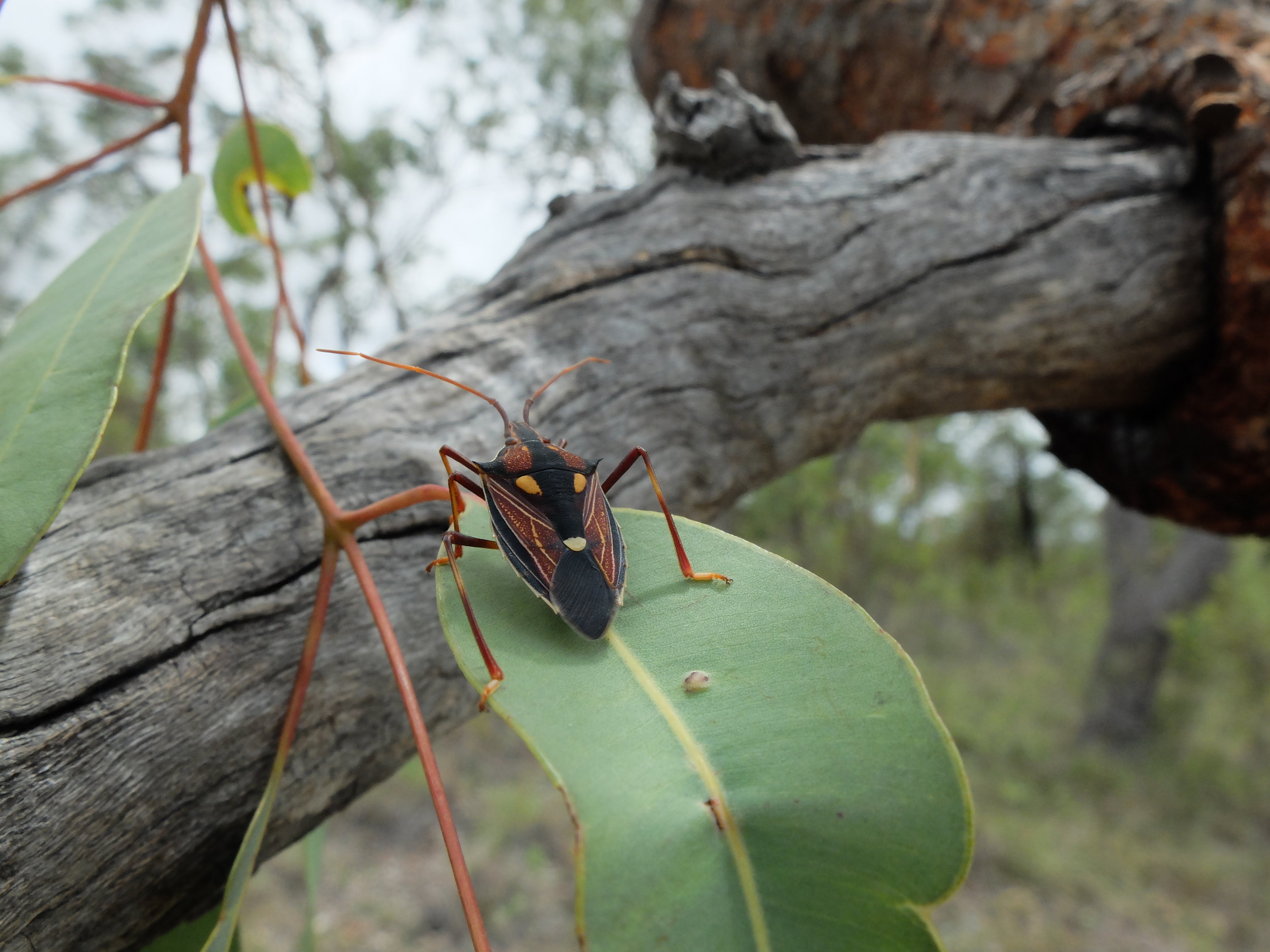 Shield Bug