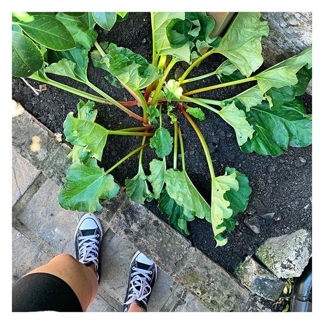 Fresh from tennis to check on the garden. 🌱 Braved uprooting this handsome rhubarb to make way for an anniversary gift (david_austin_roses Winchester Cathedral). 🌹 So - green - fingers crossed please, for both their good health 💚 Spent this week n