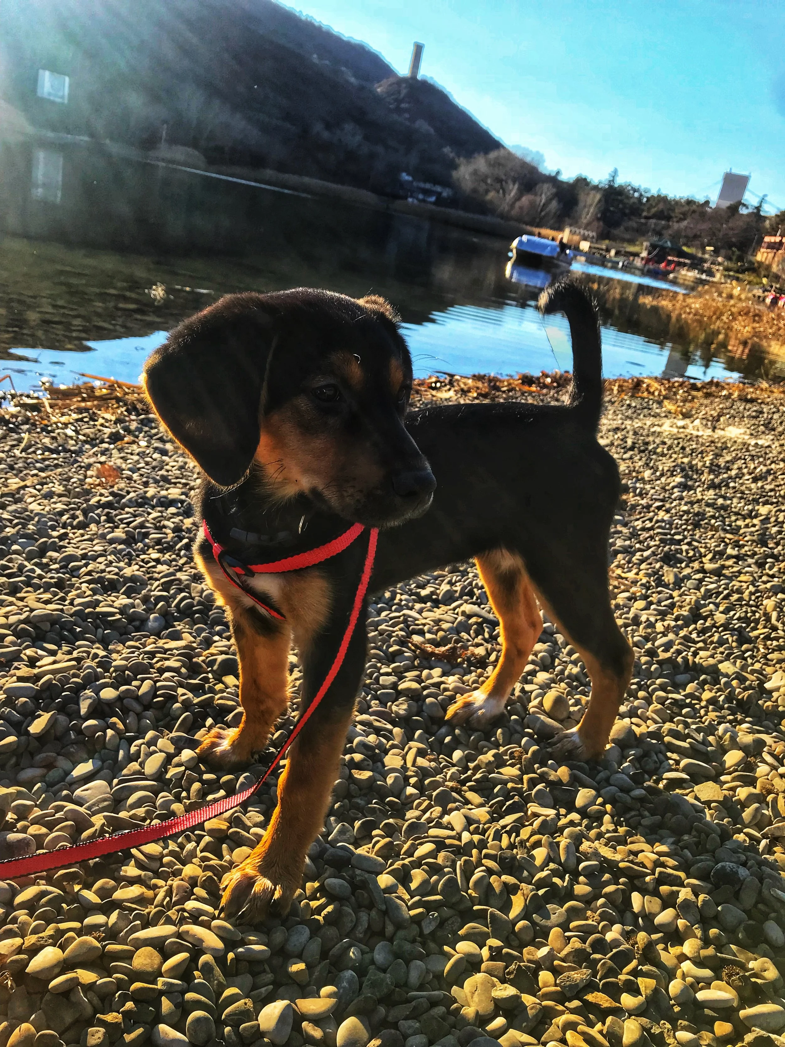Here's Luna on her first real walk at a place called Turtle Lake in Tbilisi!