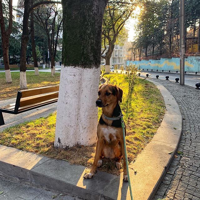 Yup, I gave birth to a real live person just over 3 weeks ago, but that doesn&rsquo;t mean you&rsquo;ll see fewer pics of this puppers.
.
.
.
#lunalanding #morningwalk #puppers #sunshine #park #dogwalk #tbilisi #dogsofinstagram #dogstagram #tbilisilo