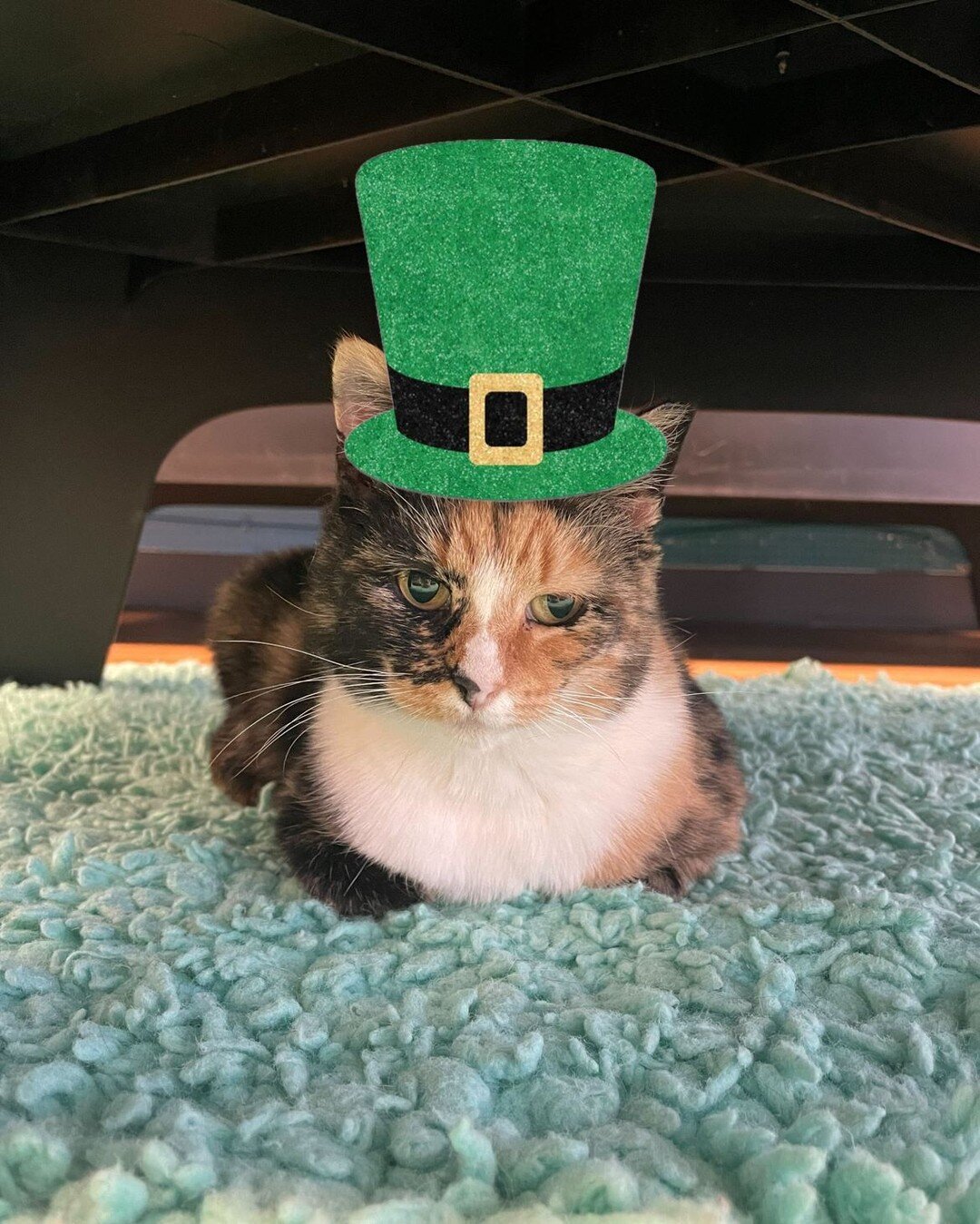 With Crooked Tail&rsquo;s longest current resident, Layla, going to her furever home very soon, it&rsquo;s time to celebrate St. Patti&rsquo;s Day weekend! Patti is Winston Salem&rsquo;s own good luck charm who is looking for a home of her own! She i