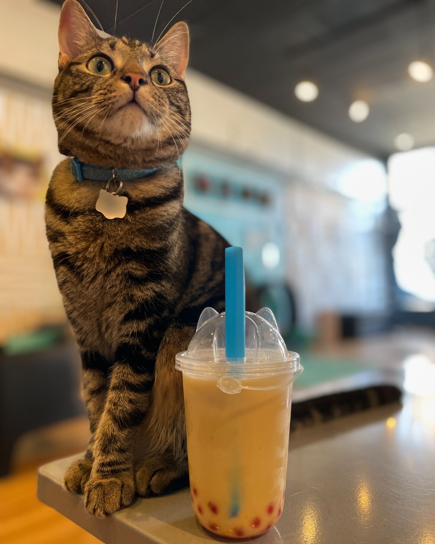 Now presenting our brand new CAT EAR CUPS! Now when you order one of our delicious bobas we&rsquo;ll serve it to you in one of these adorable cat ear cups. 😋

Also featured is Tommy, one of our Greensboro residents who is still looking for his home.