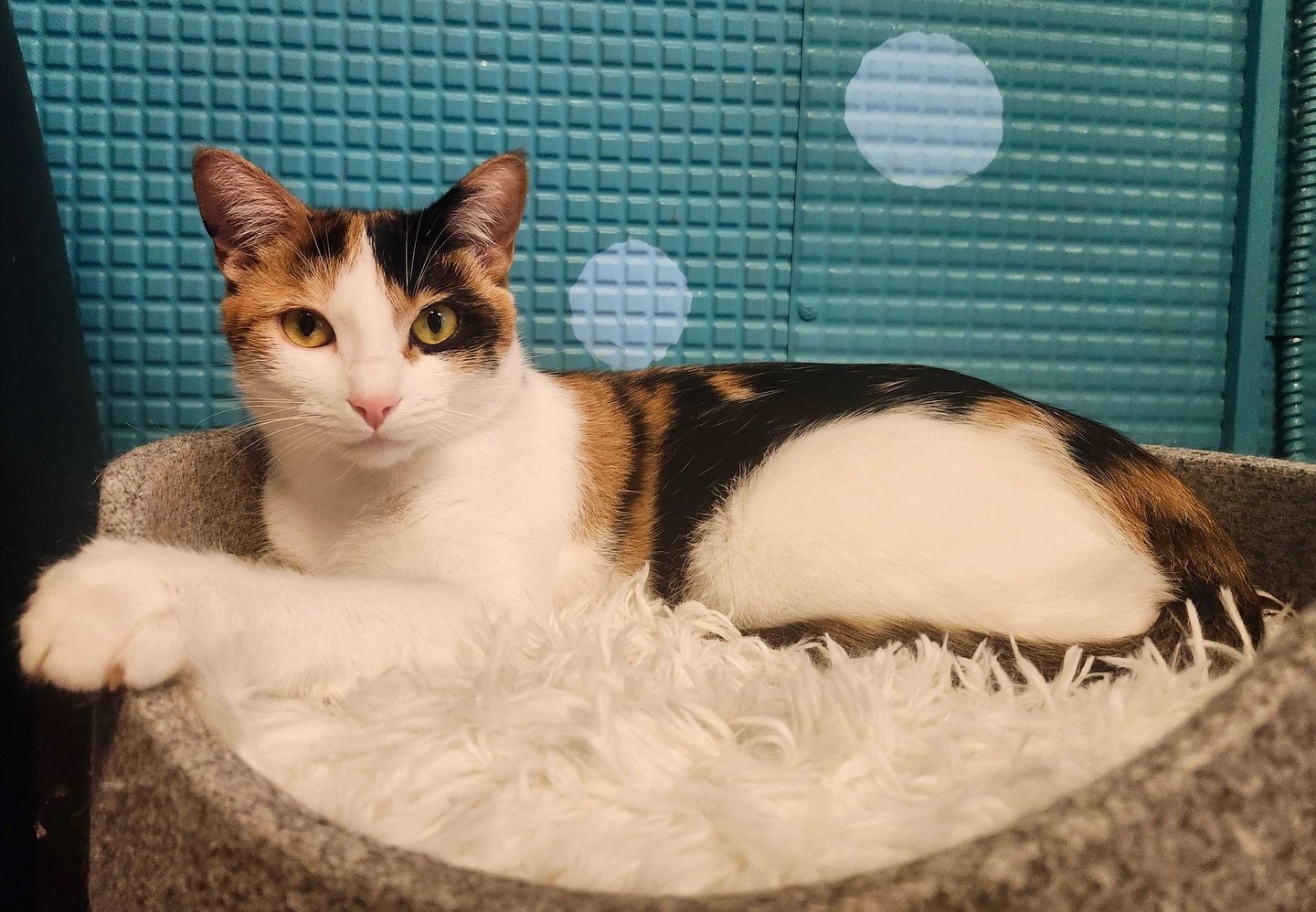 Beep beep! My name is Tool Truck! I&rsquo;m a good girl who&rsquo;s looking for a good home. I&rsquo;m good with others cats and dogs and people and children. I&rsquo;m about a year old! You can visit me and all my other friends at the Winston-Salem 