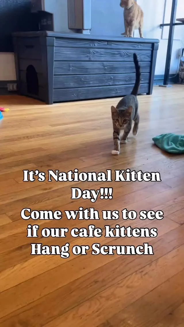 It’s National Kitten Day!! 😻
And of course, it’s unsurprisingly smack-dab right in the middle of kitten season so we have a LOT of adoptable (and adorable) kittens in the cafe right meow! 😸
Let’s see how our babies measure up! Wi